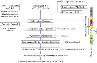 Humoral and cellular immunity in response to an in silico-designed multi-epitope recombinant protein of Theileria annulata